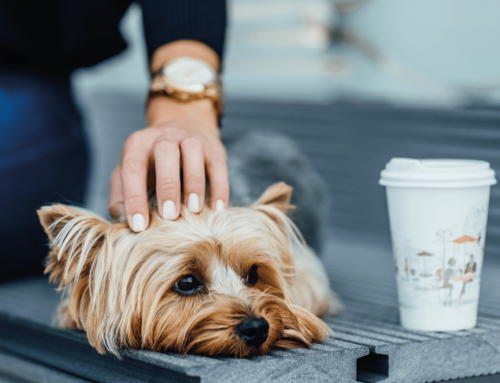 Guía para traer tu mascota a Londres